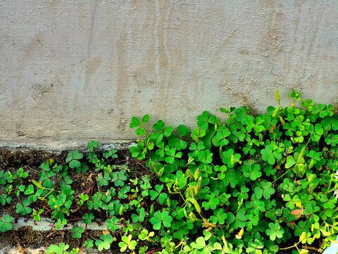 Green Clover Leaves Growing Along Concrete Wall Base