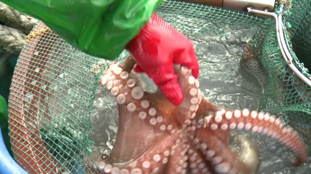 Korea fish trap fishing octopus crab eel rockfish seafood fishery ocean marine product 한국 통발 어업 문어잡이 게 문어 붕장어 우럭 해산물 수산물 바다 어장 어촌 수산업 생선 식재료