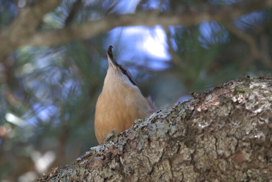 Nuthatch (Sitta europaea) with a mouthful of food. Taken in Herzegovina. 