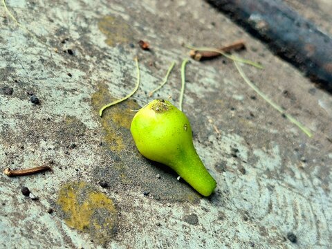 Single Fallen Water Apple Flower Bud Lying on Rough Cement Floor