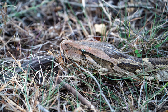 Indian Rock Python Resting in Dry Grassland, Nagarhole Tiger Reserve, India