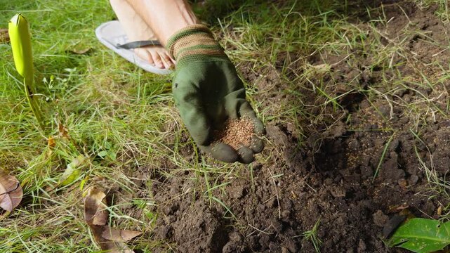 Slow Motion View of a Gloved Gardener Sprinkling Seeds across Loose Soil beside Green Grass, Planting, Germination, and Sustainable Gardening
