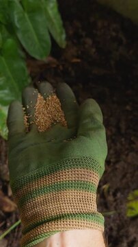 Vertical video. Top Down Slow Motion View of a Gloved Hand Holding and Scattering Tiny Seeds over Dark Garden Soil, Sowing, Plant Propagation, and Future Growth