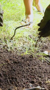 Vertical video. Close View of Gloved Hands Crumbling and Spreading Rich Soil over a Garden Bed, Ground Improvement, Organic Gardening, and Soil Preparation
