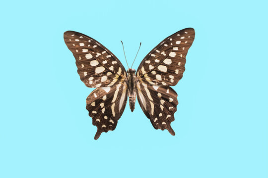 Isolated macro photo of Graphium Agamemnon butterfly on light blue background.