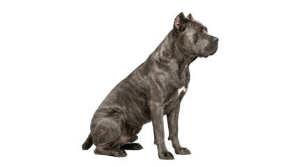 Naklejka premium Cane Corso dog sitting in profile on a transparent background PNG file