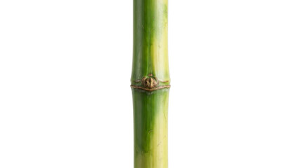 Fototapeta premium Single green bamboo stalk segment on a transparent background PNG image