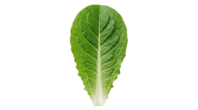 Fresh green romaine lettuce leaf on a transparent background PNG file