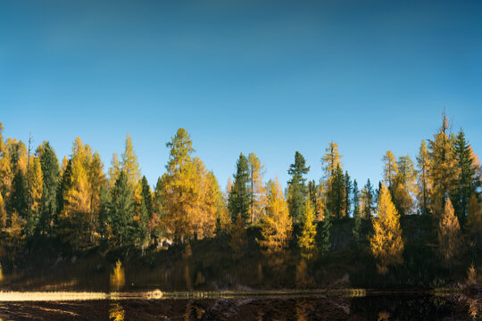 Autumn Larch Forest Reflection in Calm Lake Water and Clear Blue Sky