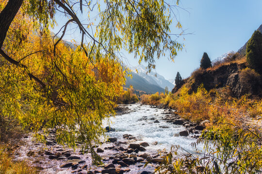 Mountain River Flowing Through Vibrant Autumn Forest in Central Asia
