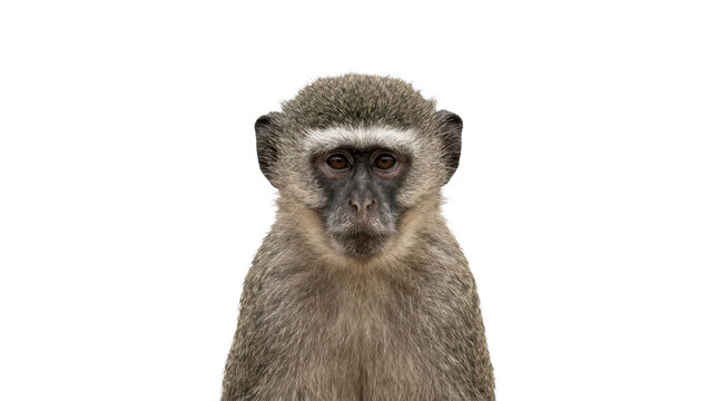 Vervet monkey portrait looking forward on a transparent background PNG image