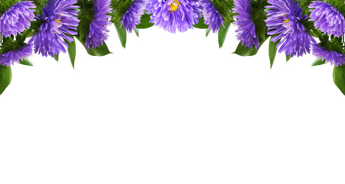Purple aster flowers and green leaves of ruscus in an autumn floral top arrangement isolated on white or transparent background