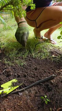 Vertical video. Woman Crouches between Green Shrubs and Smooths Fresh Soil by Hand beside a Garden Trowel, Garden Preparation, Plant Care, and Outdoor Work