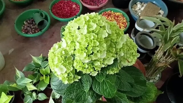 Zoom In on Hydrangea Macrophylla Plant Blooming in Commercial Plant Nursery with Green Leaves and Fresh Inflorescence Close Up Stock Footage