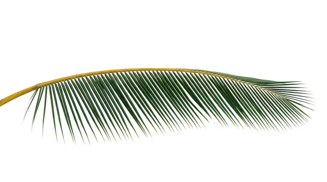 Single green coconut palm frond on a transparent background PNG file