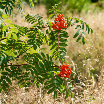 Rowan mountain ash or Sorbus aucuparia. Pairs of toothed leaflets arranged alternately on stems along purple arching branches developing clusters of red scarlet fruits
