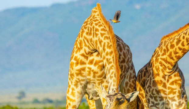 Yellow-billed oxpecker flying off Masai giraffe. Masai Mara Game Reserve, Kenya, Africa.