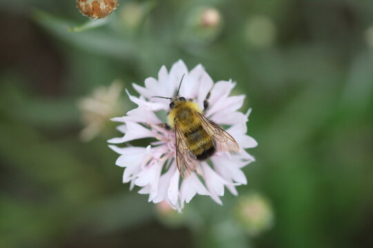 bee on a flower