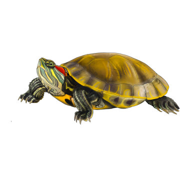 Red-Eared Slider Turtle Illustration Isolated on Transparent Background