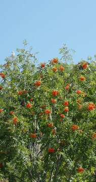 A multi-trunked shrub with smooth bark, protruding branches bearing elongated-lanceolate green leaflets along slender stems, with clusters of red fruit swaying gracefully in the wind.
