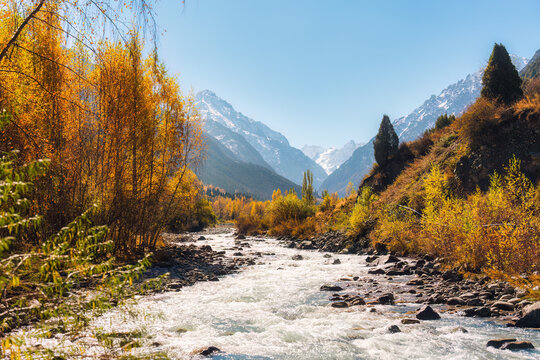 Mountain River Flowing Through Vibrant Autumn Forest in Central Asia