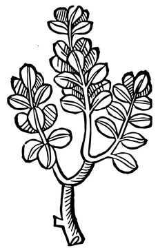 Plantas Medievales