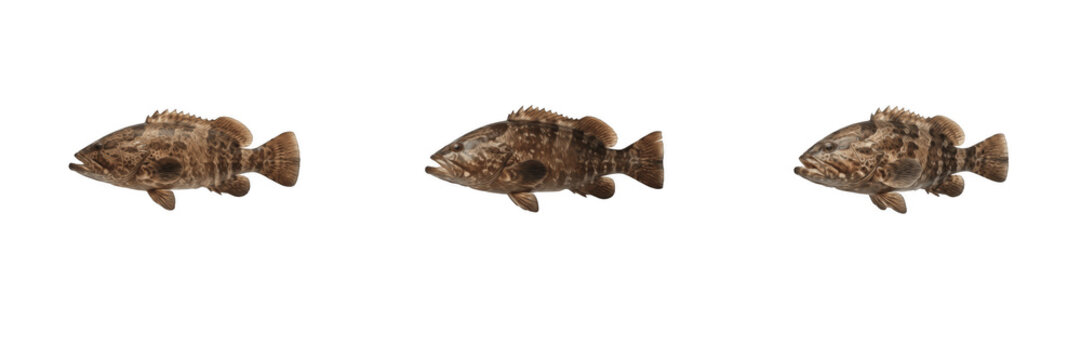 Grouper Fish PNG Clipart Set, Realistic Sea Bass Ocean Wildlife Isolated Cutouts, Transparent Background Marine Animal Collection for Fishing T-Shirt Design, Restaurant Menus, Sublimation and Educatio