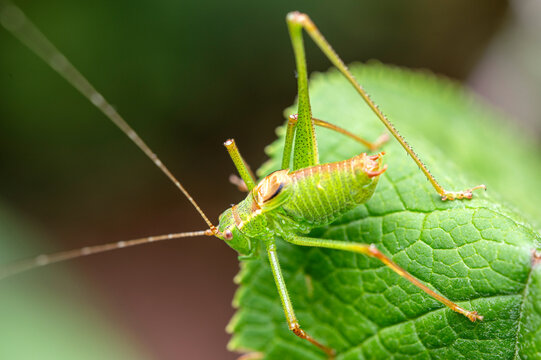 Macro of a speckled bush-cricket