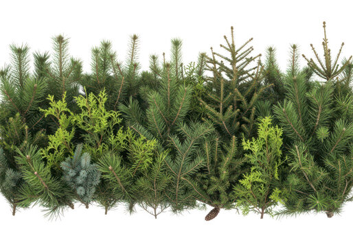 Evergreen pine and cedar branches border isolated on transparent background