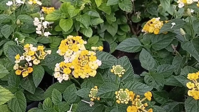 Orbital Rotation Camera View Around Multi Color Lantana Camara Flower Cluster Growing in Nursery Bag Display