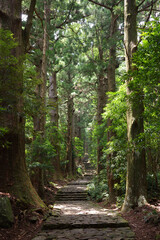 Fototapeta premium Cobblestone Path Lined with Giant Cedar Trees on Kumano Kodo
