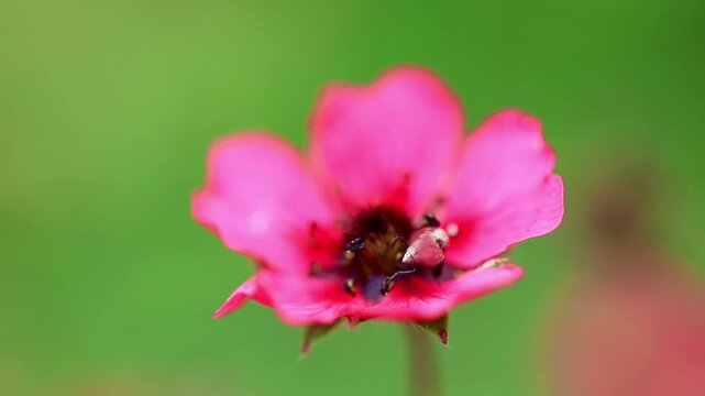 Vibrant Nepal cinquefoil wild flower blooming on green stem closeup video 180fps Captured in Cinematic High Detail Footage