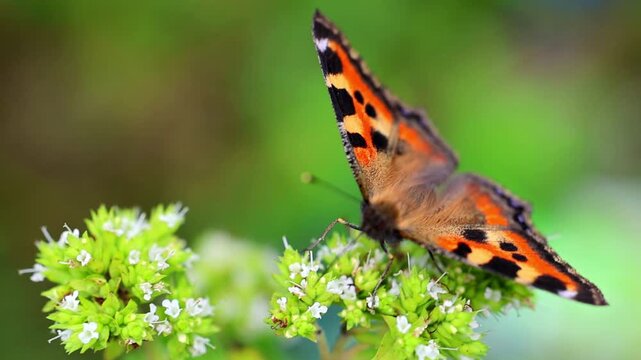 Small tortoiseshell butterfly resting on white wild flowers feeding on nectar 180fps Captured in Cinematic High Detail Footage