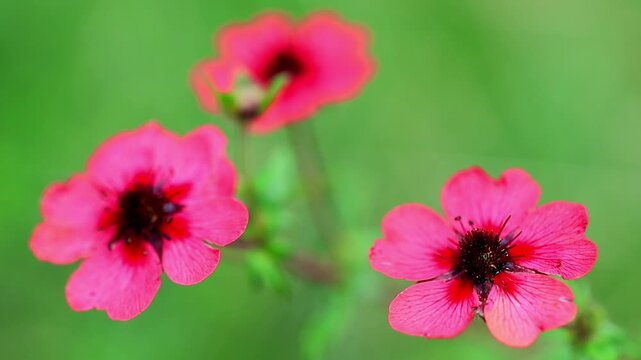 Close up video of Nepal cinquefoil flowers with dark center stamens blooming 180fps Captured in Cinematic High Detail Footage