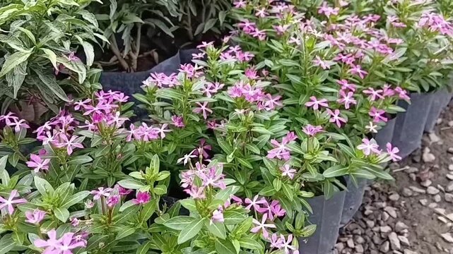 Pan Left to Right Shot of Catharanthus Roseus Madagascar Periwinkle Blooming Pink Flowers in Nursery Planting Bags