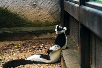 Fototapeta premium Relaxed Ruffed Lemur at Beijing Zoo