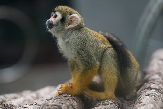 Group of Squirrel Monkeys at Beijing Zoo