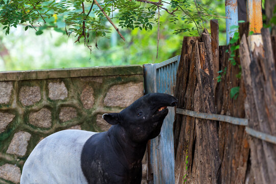 Malayan Tapir Resting by Pool at Beijing Zoo