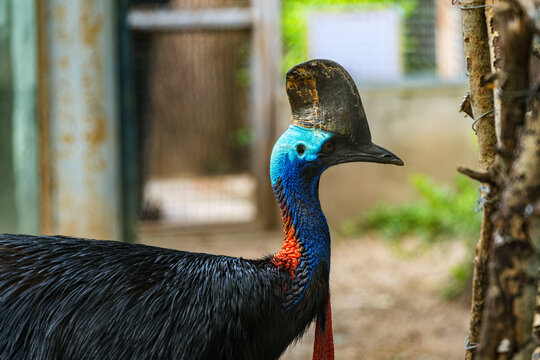 Cassowary Standing in Enclosure at Beijing Zoo