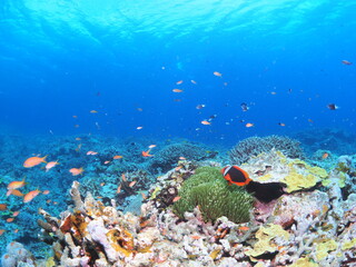 石垣島のハマクマノミと熱帯魚が賑わう珊瑚礁 © GritAI