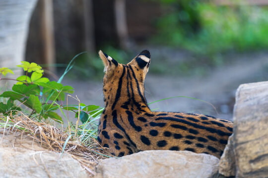 Serval Silhouette on Rock at Beijing Zoo