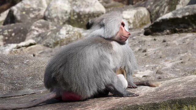 Hamadryas baboon, papio hamadryas, sitting together and grooming each other. Papio hamadryas is a species of baboon