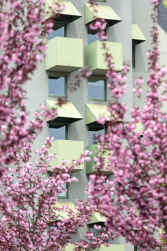 Spring blossoms framing modern residential architecture in Berlin