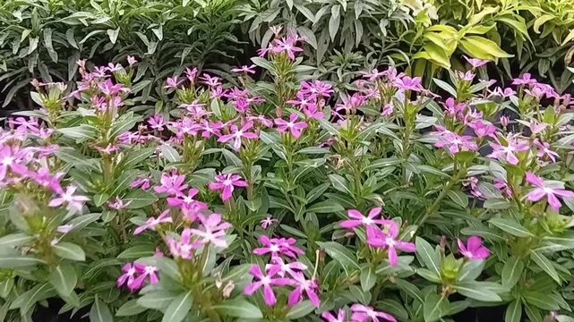 Pan Left to Right Shot of Catharanthus Roseus Madagascar Periwinkle Blooming Pink Flowers in Nursery Planting Bags