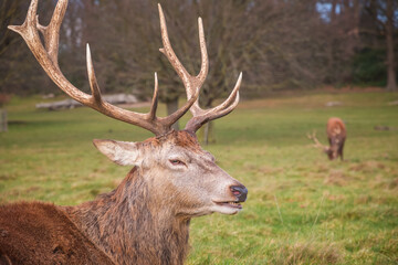 Fototapeta premium Portrait of a red deer chewing grass in London, during autumn season