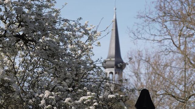 A scenic spring shot of a pointed church steeple in Amsterdam rising behind a soft-focus foreground of blooming white cherry blossom branches against a clear blue sky.
