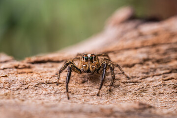 Obraz premium Close-up of a small jumping spider (Salticidae) on textured wood surface