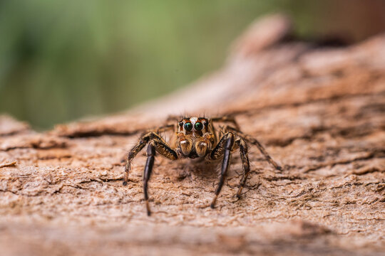 Close-up of a small jumping spider (Salticidae) on textured wood surface