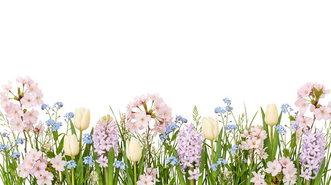 Spring floral border with pink cherry blossoms and purple hyacinths. Pastel garden flowers arrangement. Easter and Mother's Day floral frame. isolated PNG with Transparent Background