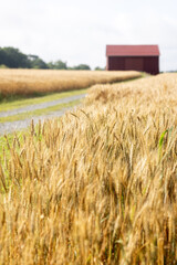 barn in field © rpeticca